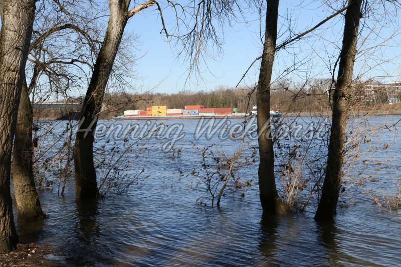 Bäume im Hochwasser des Bonner Rheins - Henning Wiekhorst