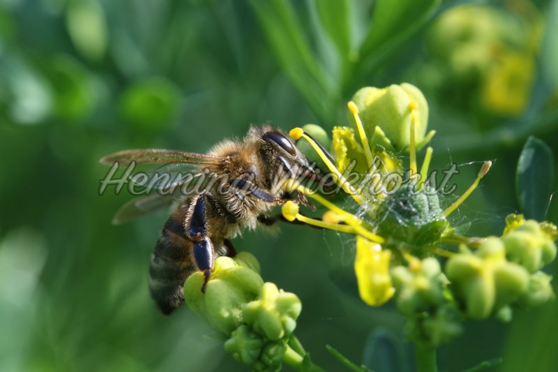 Biene an Blüte - Henning Wiekhorst
