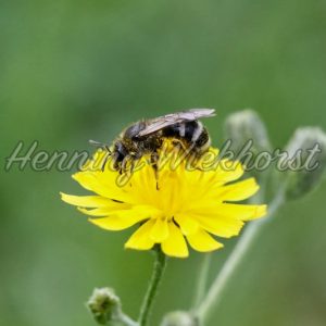 Biene auf gelber Blüte - Henning Wiekhorst