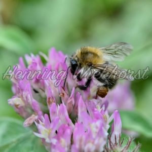 Biene auf lila Blüte - Henning Wiekhorst
