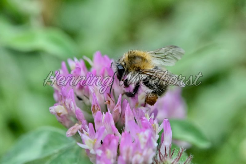 Biene auf lila Blüte - Henning Wiekhorst