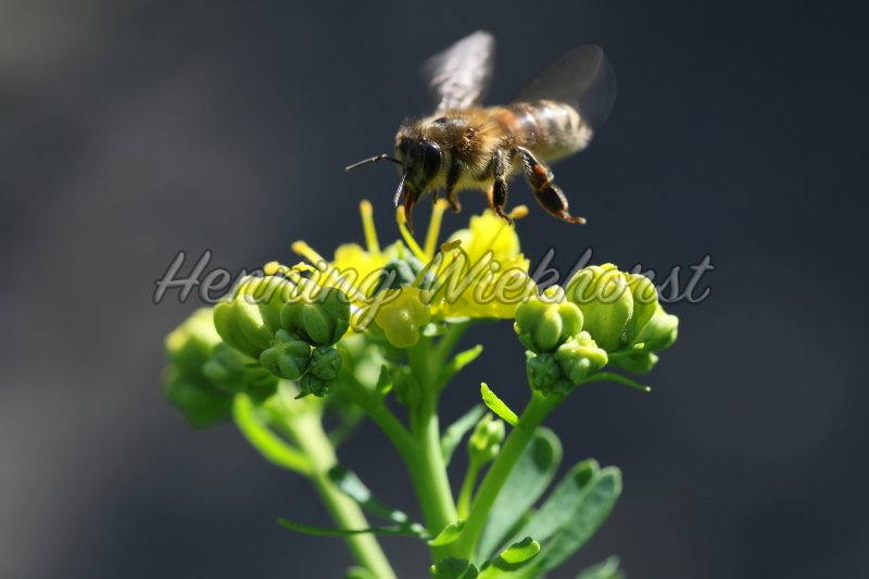 Biene in Anflug auf Blüte - Henning Wiekhorst