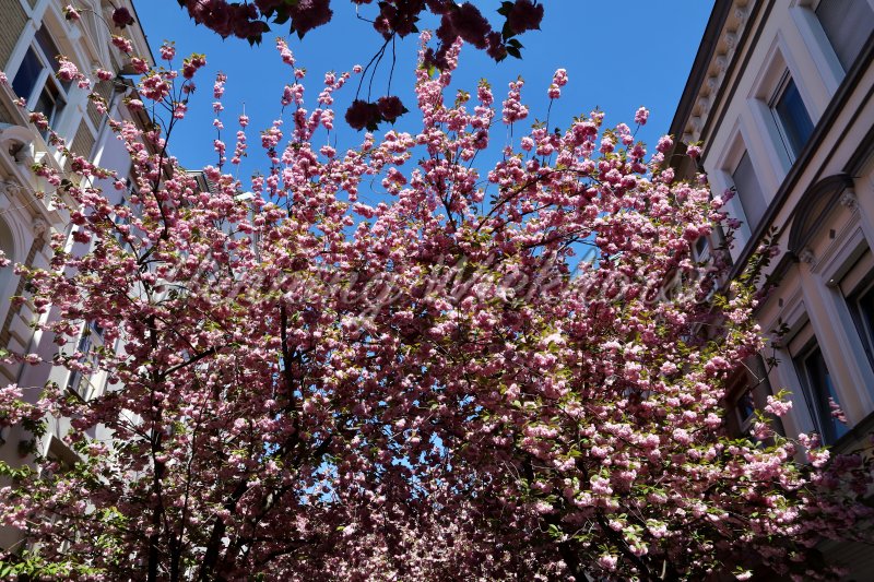 Blooming cherry tree between houses - Henning Wiekhorst