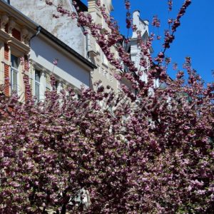 Cherry tree blossoms in the city - Henning Wiekhorst
