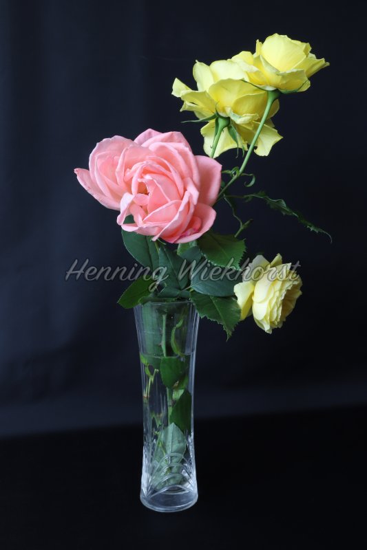 Drei Rosen in Vase - Henning Wiekhorst