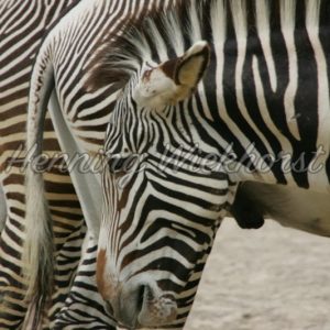 Drei Zebras in Reihe - Henning Wiekhorst