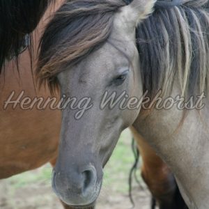Ein Pferd - Henning Wiekhorst