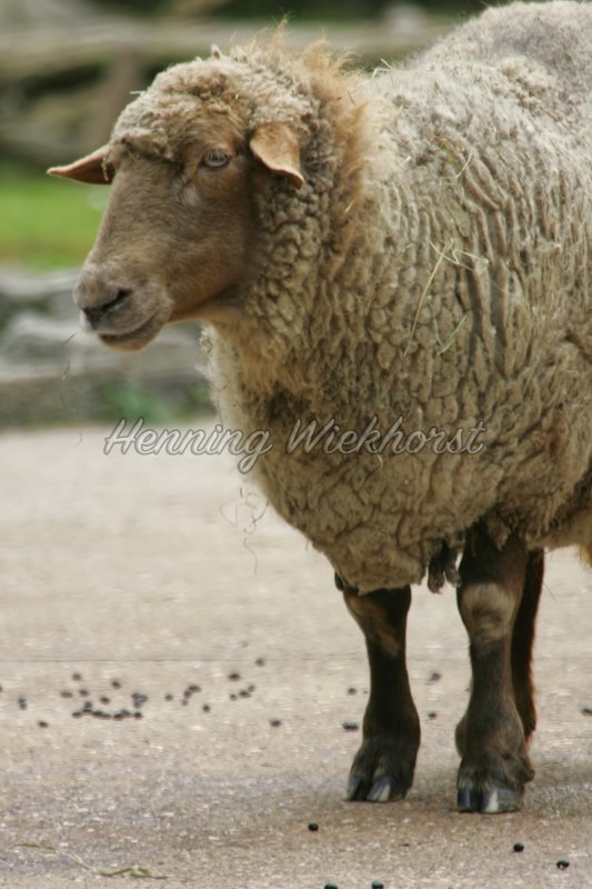Ein Schaf - Henning Wiekhorst