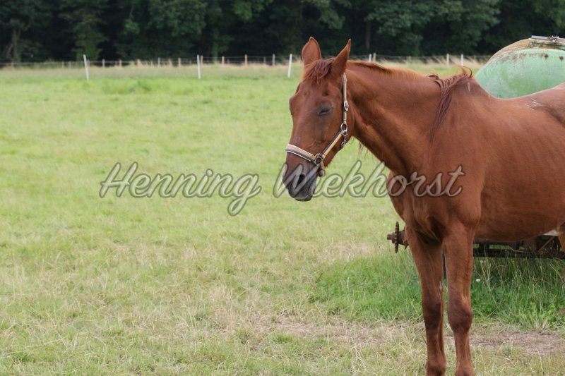 Einzelnes Pferd auf Weide - Henning Wiekhorst