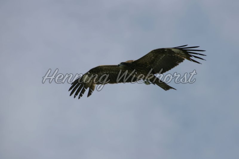 Fliegender Hong Kong Adler (1) - Henning Wiekhorst