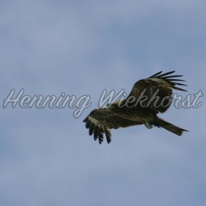 Fliegender Hong Kong Adler (2) - Henning Wiekhorst