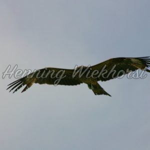 Fliegender Hong Kong Adler (3) - Henning Wiekhorst