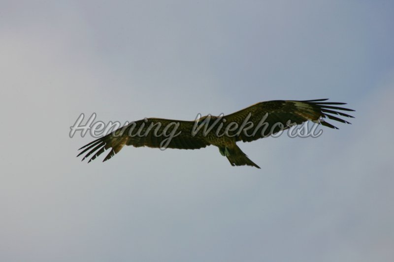 Fliegender Hong Kong Adler (3) - Henning Wiekhorst