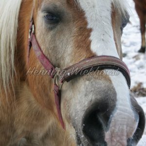 Gesicht eines Pferdes - Henning Wiekhorst