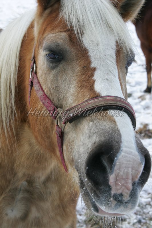 Gesicht eines Pferdes - Henning Wiekhorst