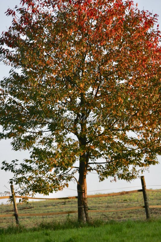 Herbstbaum - Henning Wiekhorst