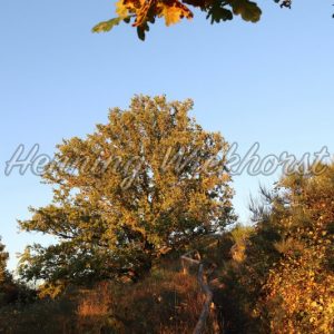 Herbstfarben am Rodderberg (5) - Henning Wiekhorst