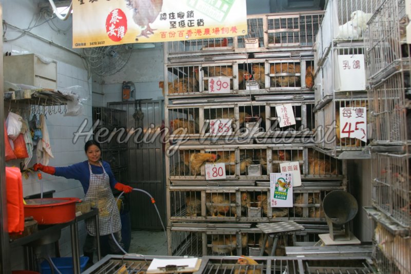 Hong Kong: Hühner-Shop in Wan Chai - Henning Wiekhorst
