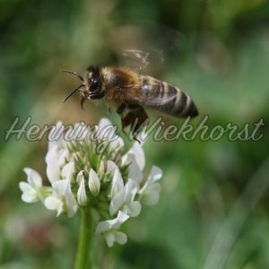 Honig-Biene an weißer Blüte - Henning Wiekhorst