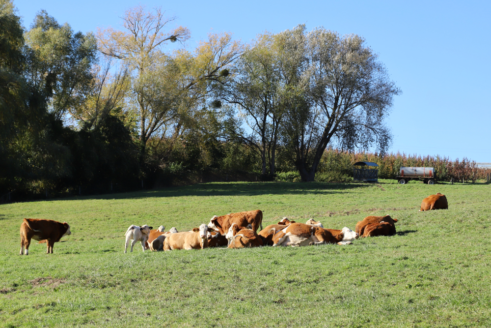 Oberbachem: Kühe auf Weide