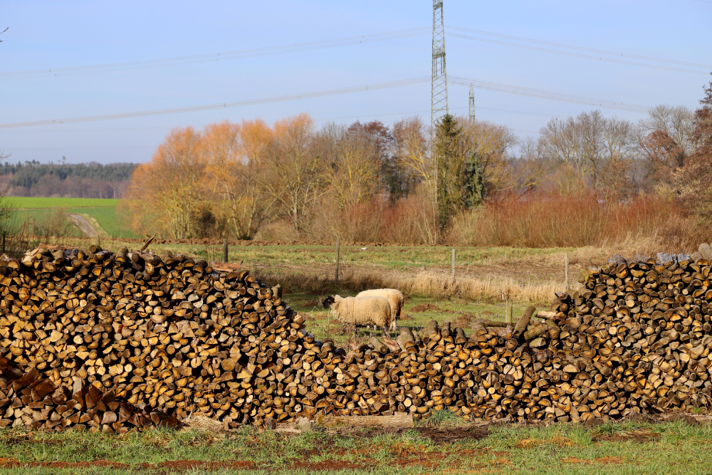 Schafe und Holz in Holzem