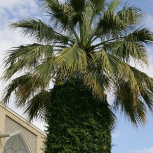 Isfahan: Palme im Garten des Abasi Hotel - Henning Wiekhorst