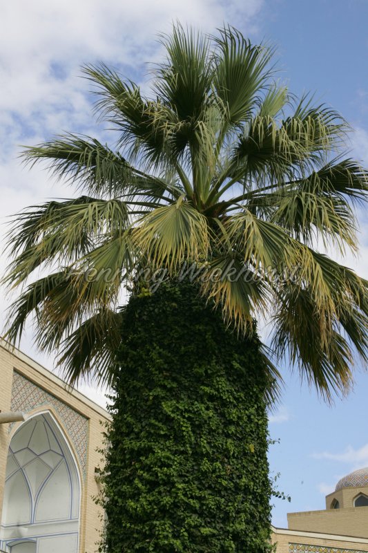 Isfahan: Palme im Garten des Abasi Hotel - Henning Wiekhorst