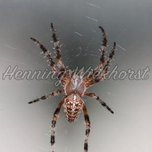 Kreuz-Spinne im Netz - Henning Wiekhorst