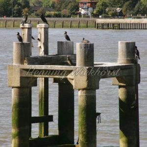 London (100) – Hafenpoller in der Themse - Henning Wiekhorst