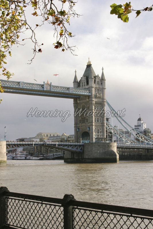 London (48) – Tower Bridge unter Baum - Henning Wiekhorst