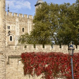 London (49) – Bewachsene Mauern des Tower of London - Henning Wiekhorst