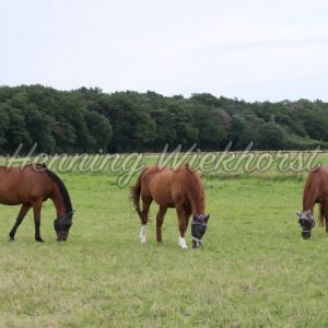 Pferde auf der Weide - Henning Wiekhorst