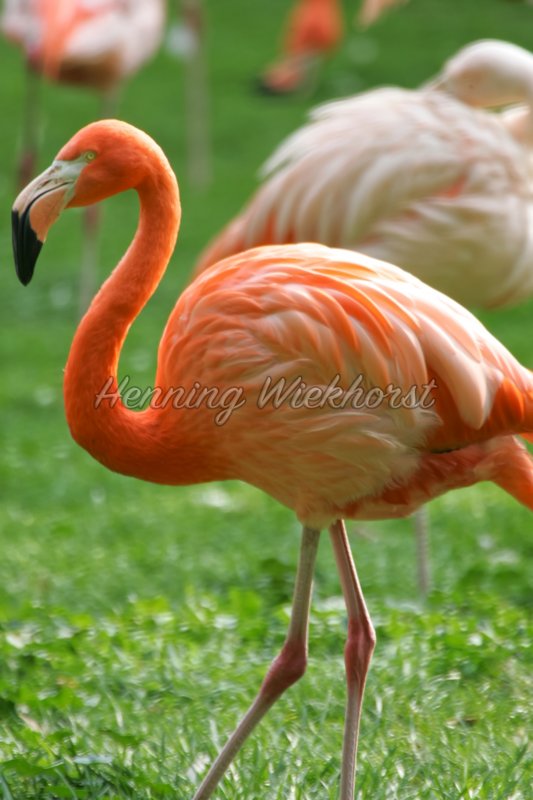 Ping Flamingo - Henning Wiekhorst