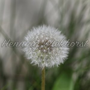 Pusteblume im Garten - Henning Wiekhorst