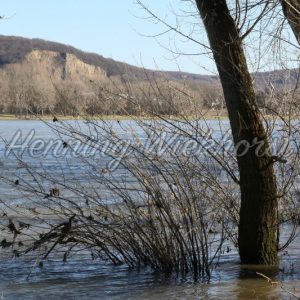 Rheinufer in Bonn bei Hochwasser - Henning Wiekhorst