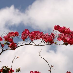 Rote Blühten vor weißen Wolken - Henning Wiekhorst
