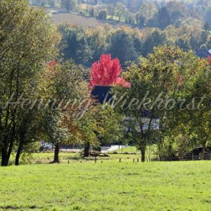 Roter Baum in grüner Landschaft - Henning Wiekhorst