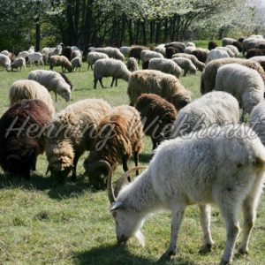 Schafherde auf einer Weide - Henning Wiekhorst