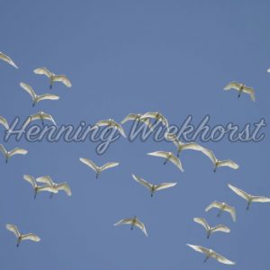 Schwarm weißer Kraniche am Himmel (1) - Henning Wiekhorst
