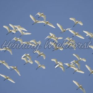 Schwarm weißer Kraniche am Himmel (2) - Henning Wiekhorst