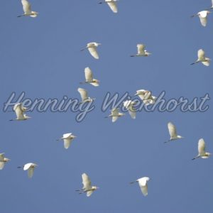 Schwarm weißer Kraniche am Himmel (3) - Henning Wiekhorst