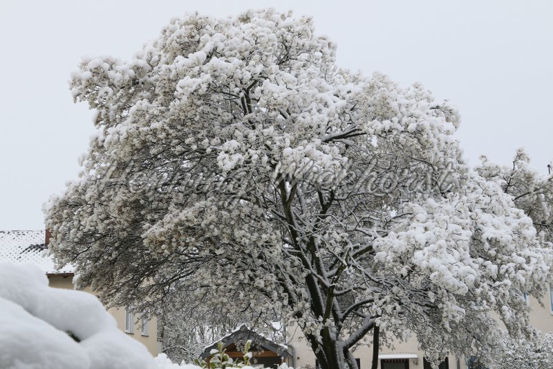 Snow covered blossoming cherry tree in spring - Henning Wiekhorst