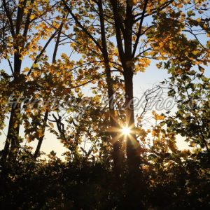 Sonne hinter Herbstbaum - Henning Wiekhorst