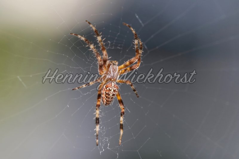 Spinne im Netz - Henning Wiekhorst