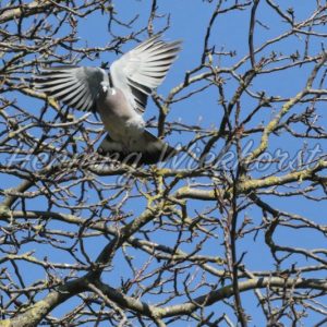 Taube fliegt vom Baum ab - Henning Wiekhorst
