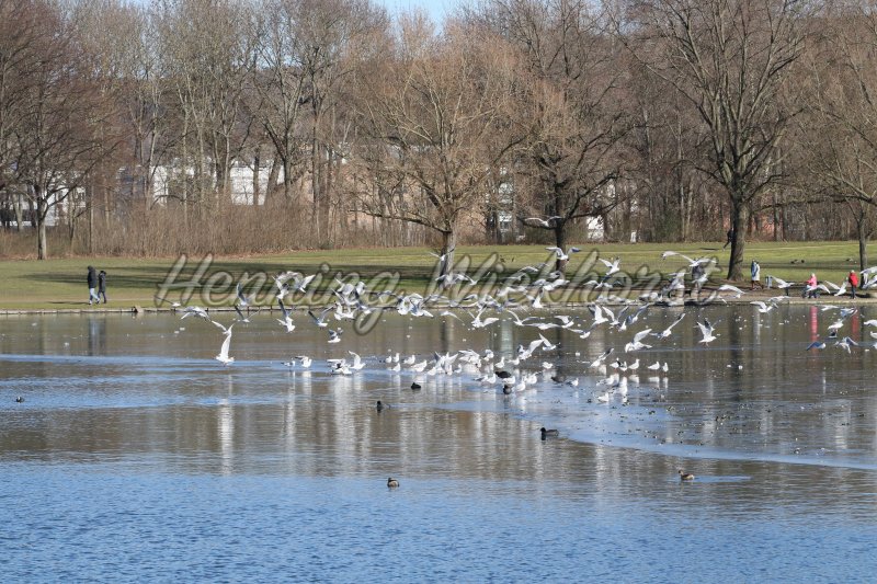 Vereister See mit Vögeln in Bonn - Henning Wiekhorst