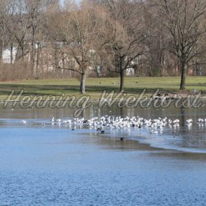 Vögel auf Eis in Bonner Rheinaue - Henning Wiekhorst