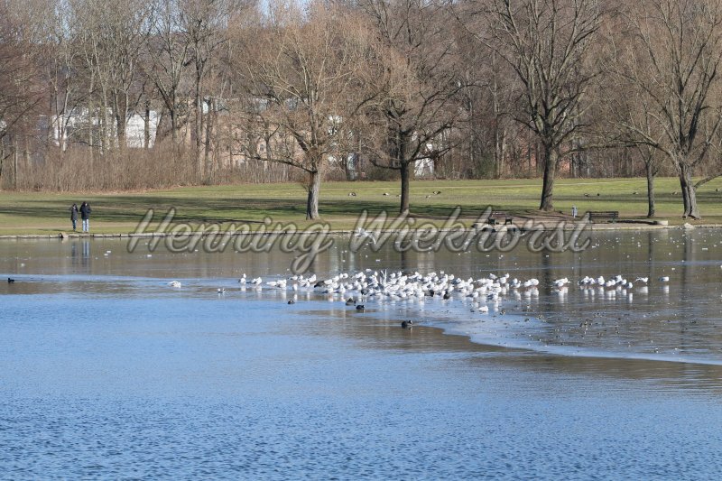 Vögel auf Eis in Bonner Rheinaue - Henning Wiekhorst