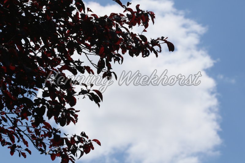Weiße Wolken hinter Baum - Henning Wiekhorst