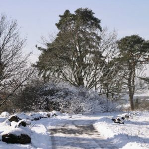 Winter am Rodderberg in Wachtberg - Henning Wiekhorst